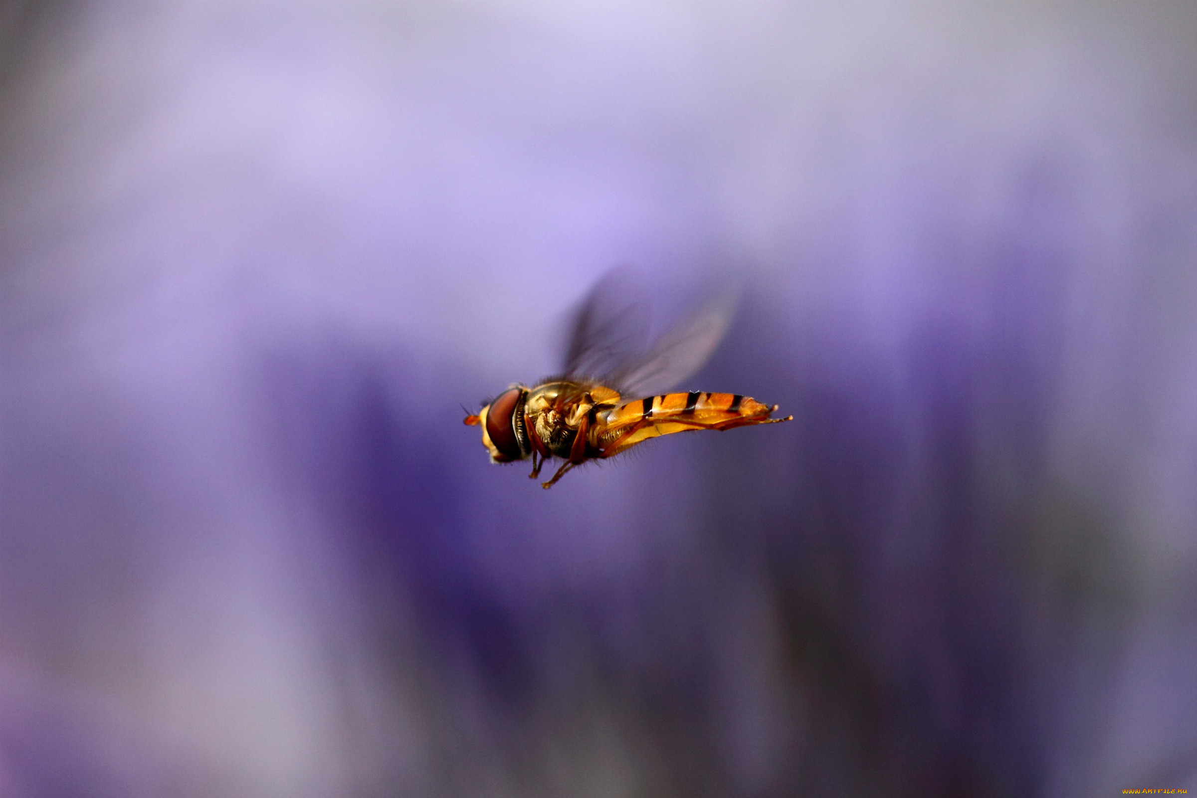 Мухой полетела. Пчела. Полет пчелы. Муха в полете. Пчела в полете.